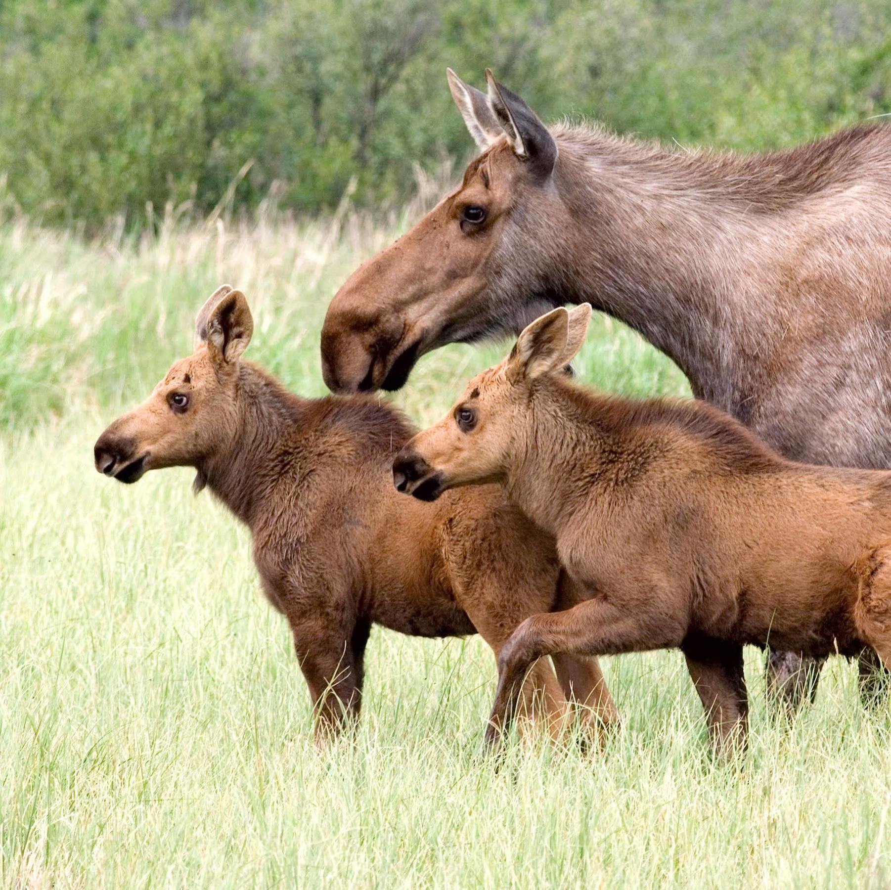 Denali Park Hotel Healy Dış mekan fotoğraf